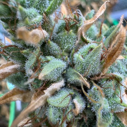 Orange Hippo x Lemon Skunk x Purple Haze x Gelato x Gorilla Glue growlog timeline photo