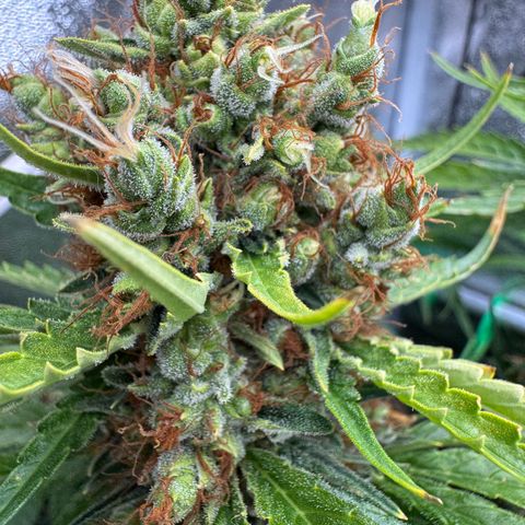 Orange Hippo x Lemon Skunk x Purple Haze x Gelato x Gorilla Glue growlog timeline photo