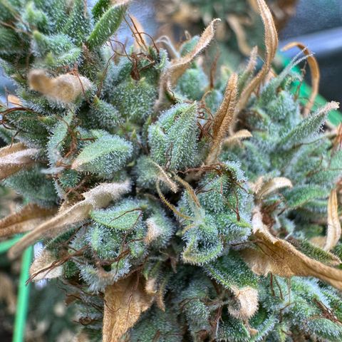 Orange Hippo x Lemon Skunk x Purple Haze x Gelato x Gorilla Glue growlog timeline photo