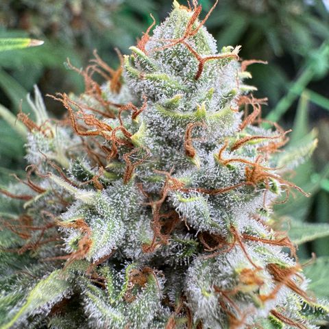 Orange Hippo x Lemon Skunk x Purple Haze x Gelato x Gorilla Glue growlog timeline photo