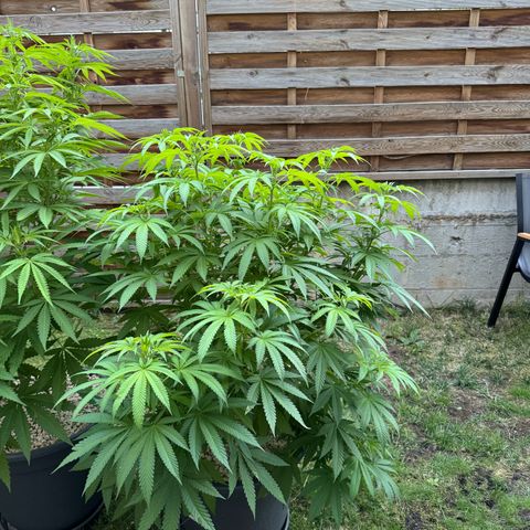 Orange Hippo x Lemon Skunk x Purple Haze x Gelato x Gorilla Glue growlog timeline photo