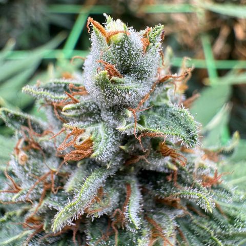 Orange Hippo x Lemon Skunk x Purple Haze x Gelato x Gorilla Glue growlog timeline photo
