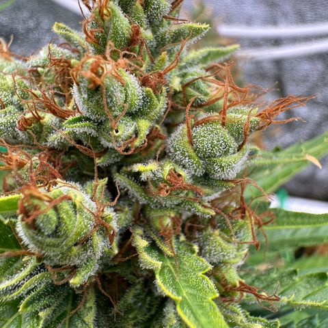 Orange Hippo x Lemon Skunk x Purple Haze x Gelato x Gorilla Glue growlog timeline photo
