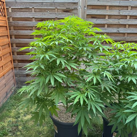 Orange Hippo x Lemon Skunk x Purple Haze x Gelato x Gorilla Glue growlog timeline photo