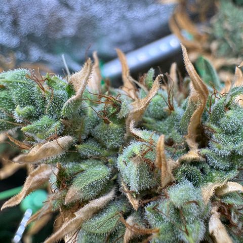 Orange Hippo x Lemon Skunk x Purple Haze x Gelato x Gorilla Glue growlog timeline photo