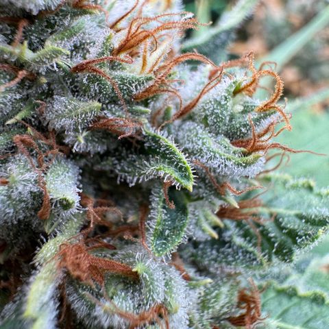 Orange Hippo x Lemon Skunk x Purple Haze x Gelato x Gorilla Glue growlog timeline photo
