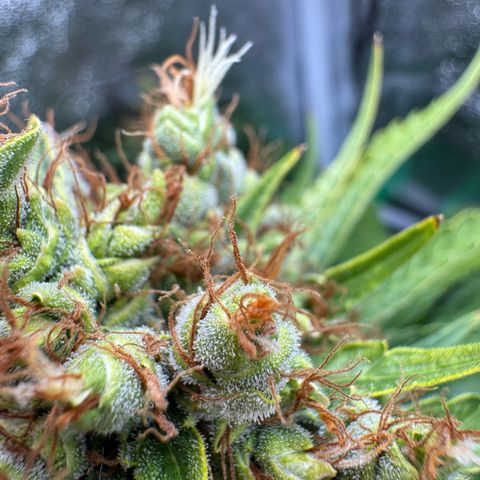 Orange Hippo x Lemon Skunk x Purple Haze x Gelato x Gorilla Glue growlog timeline photo