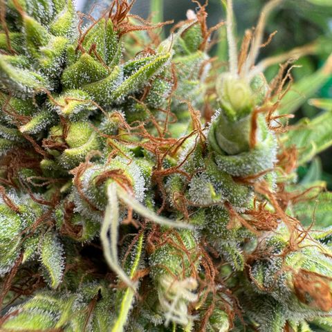 Orange Hippo x Lemon Skunk x Purple Haze x Gelato x Gorilla Glue growlog timeline photo