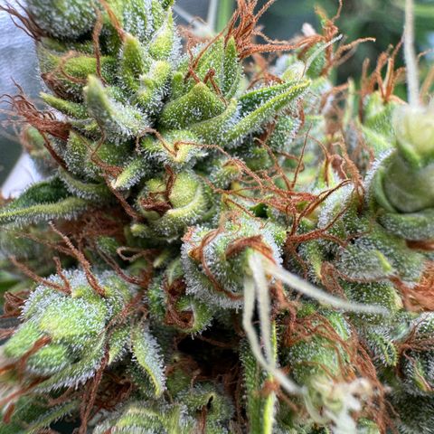 Orange Hippo x Lemon Skunk x Purple Haze x Gelato x Gorilla Glue growlog timeline photo