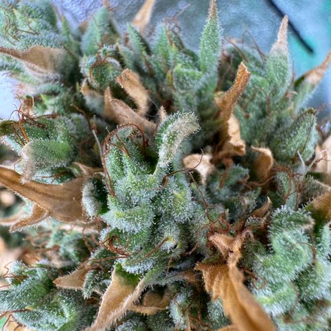 Orange Hippo x Lemon Skunk x Purple Haze x Gelato x Gorilla Glue growlog timeline photo
