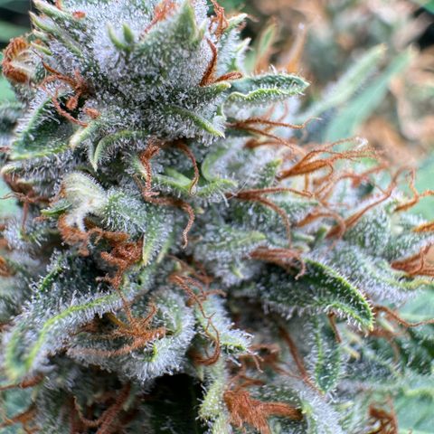 Orange Hippo x Lemon Skunk x Purple Haze x Gelato x Gorilla Glue growlog timeline photo