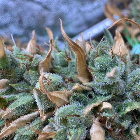 Orange Hippo x Lemon Skunk x Purple Haze x Gelato x Gorilla Glue growlog timeline photo