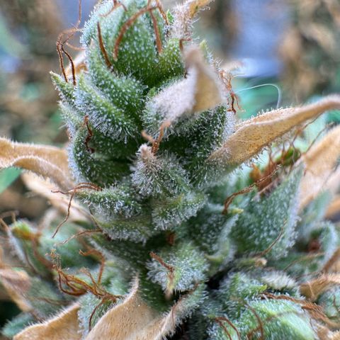 Orange Hippo x Lemon Skunk x Purple Haze x Gelato x Gorilla Glue growlog timeline photo