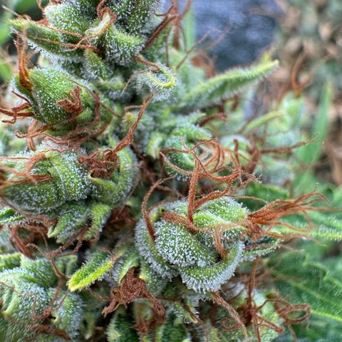 Orange Hippo x Lemon Skunk x Purple Haze x Gelato x Gorilla Glue growlog timeline photo