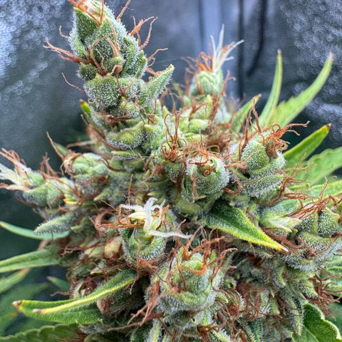Orange Hippo x Lemon Skunk x Purple Haze x Gelato x Gorilla Glue growlog timeline photo