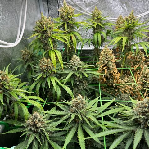 Orange Hippo x Lemon Skunk x Purple Haze x Gelato x Gorilla Glue growlog timeline photo