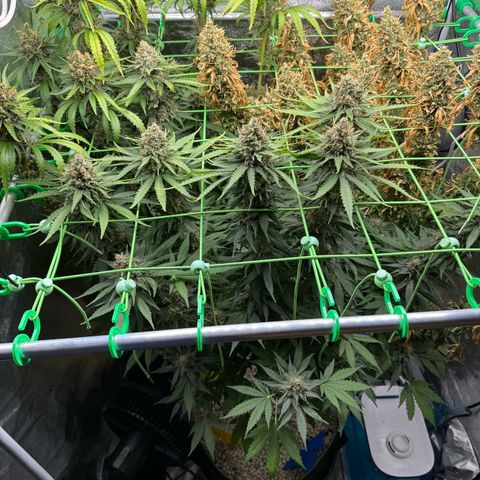 Orange Hippo x Lemon Skunk x Purple Haze x Gelato x Gorilla Glue growlog timeline photo