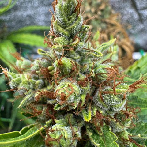 Orange Hippo x Lemon Skunk x Purple Haze x Gelato x Gorilla Glue growlog timeline photo