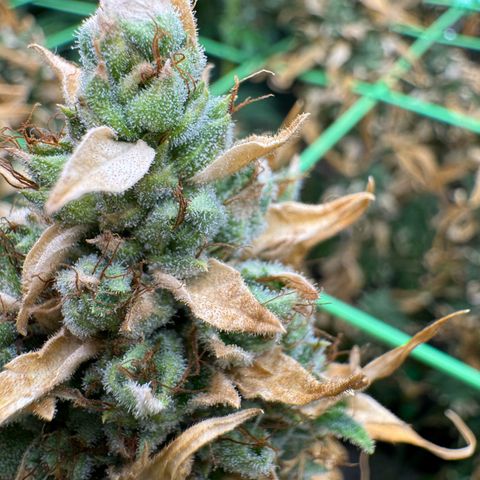 Orange Hippo x Lemon Skunk x Purple Haze x Gelato x Gorilla Glue growlog timeline photo