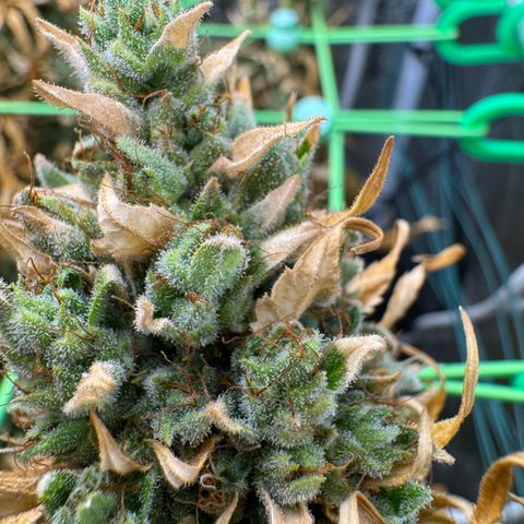 Orange Hippo x Lemon Skunk x Purple Haze x Gelato x Gorilla Glue growlog timeline photo