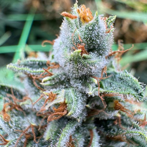 Orange Hippo x Lemon Skunk x Purple Haze x Gelato x Gorilla Glue growlog timeline photo