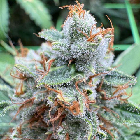 Orange Hippo x Lemon Skunk x Purple Haze x Gelato x Gorilla Glue growlog timeline photo