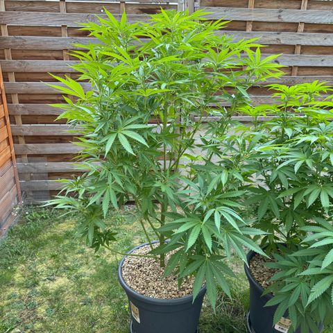 Orange Hippo x Lemon Skunk x Purple Haze x Gelato x Gorilla Glue growlog timeline photo
