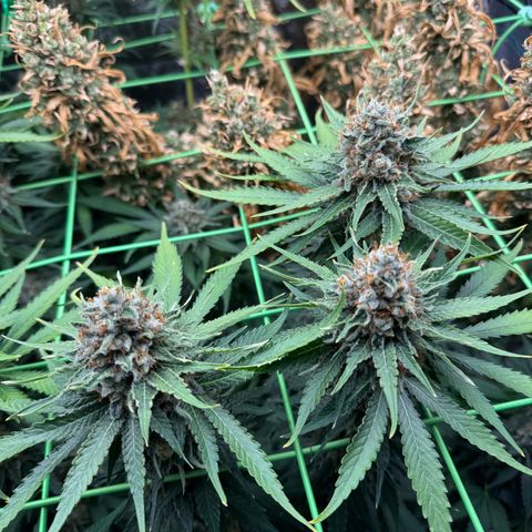 Orange Hippo x Lemon Skunk x Purple Haze x Gelato x Gorilla Glue growlog timeline photo