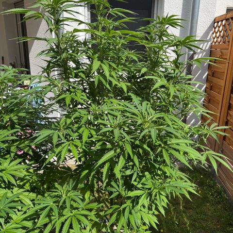 Orange Hippo x Lemon Skunk x Purple Haze x Gelato x Gorilla Glue growlog timeline photo