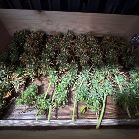 Orange Hippo x Lemon Skunk x Purple Haze x Gelato x Gorilla Glue growlog timeline photo