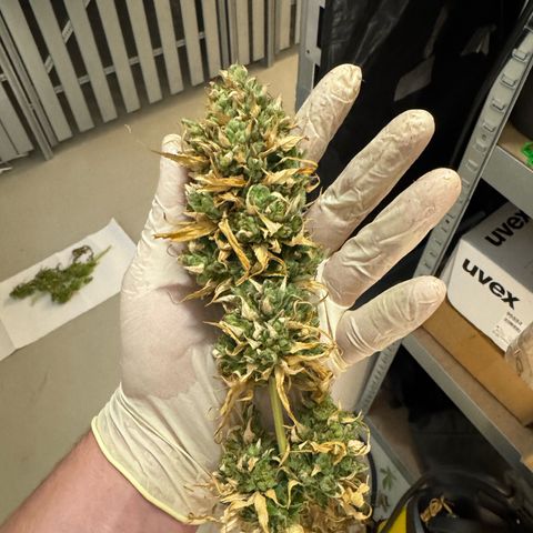 Orange Hippo x Lemon Skunk x Purple Haze x Gelato x Gorilla Glue growlog timeline photo