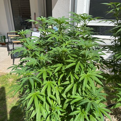 Orange Hippo x Lemon Skunk x Purple Haze x Gelato x Gorilla Glue growlog timeline photo