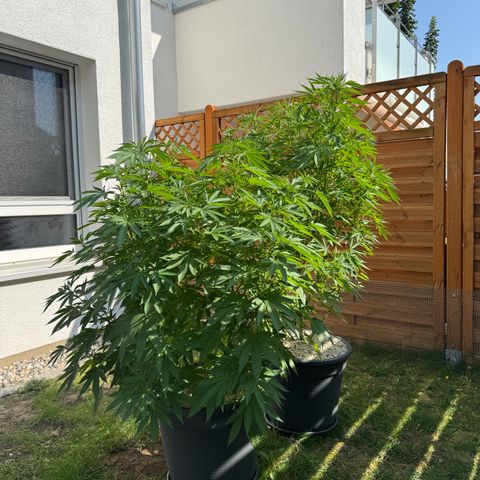 Orange Hippo x Lemon Skunk x Purple Haze x Gelato x Gorilla Glue growlog timeline photo