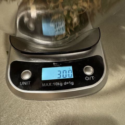 Orange Hippo x Lemon Skunk x Purple Haze x Gelato x Gorilla Glue growlog timeline photo
