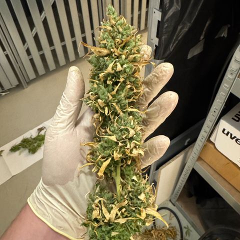 Orange Hippo x Lemon Skunk x Purple Haze x Gelato x Gorilla Glue growlog timeline photo