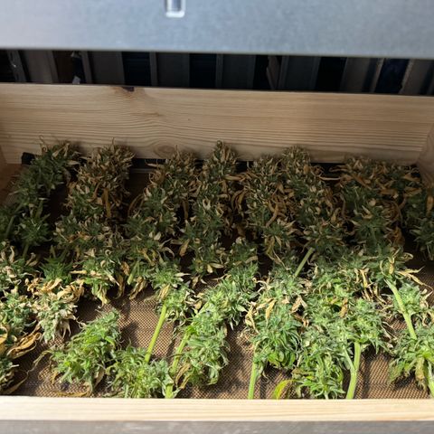 Orange Hippo x Lemon Skunk x Purple Haze x Gelato x Gorilla Glue growlog timeline photo