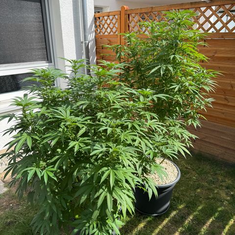 Orange Hippo x Lemon Skunk x Purple Haze x Gelato x Gorilla Glue growlog timeline photo