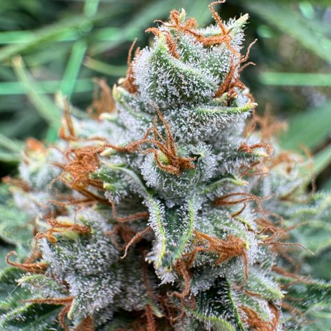 Orange Hippo x Lemon Skunk x Purple Haze x Gelato x Gorilla Glue growlog timeline photo