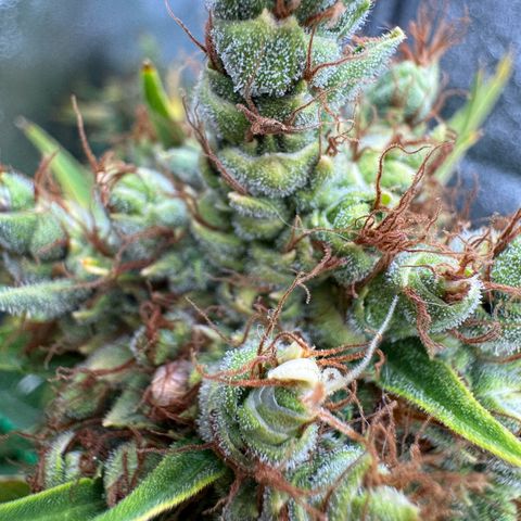 Orange Hippo x Lemon Skunk x Purple Haze x Gelato x Gorilla Glue growlog timeline photo