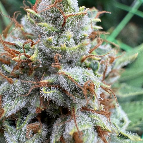 Orange Hippo x Lemon Skunk x Purple Haze x Gelato x Gorilla Glue growlog timeline photo