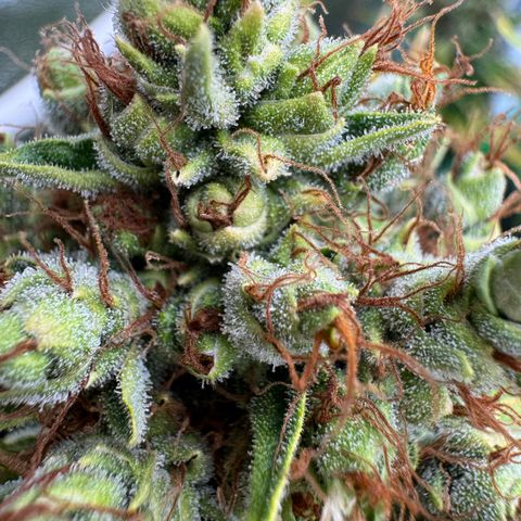 Orange Hippo x Lemon Skunk x Purple Haze x Gelato x Gorilla Glue growlog timeline photo
