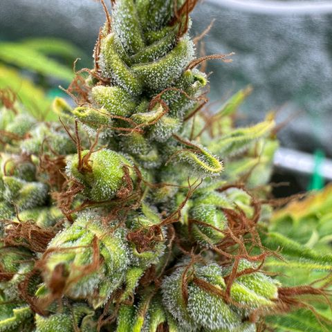Orange Hippo x Lemon Skunk x Purple Haze x Gelato x Gorilla Glue growlog timeline photo