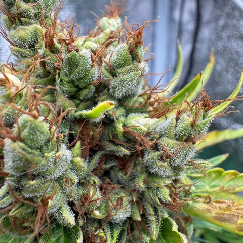 Orange Hippo x Lemon Skunk x Purple Haze x Gelato x Gorilla Glue growlog timeline photo