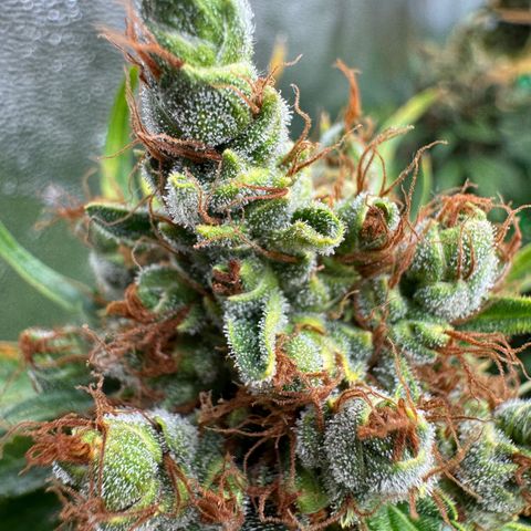 Orange Hippo x Lemon Skunk x Purple Haze x Gelato x Gorilla Glue growlog timeline photo