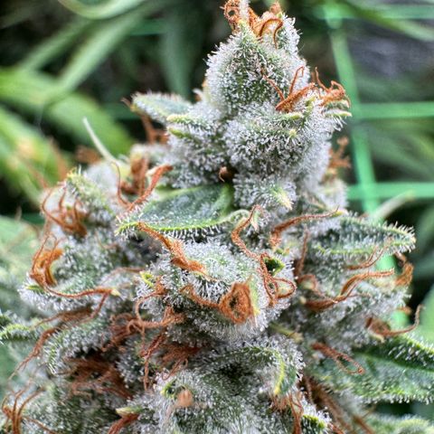 Orange Hippo x Lemon Skunk x Purple Haze x Gelato x Gorilla Glue growlog timeline photo