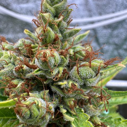 Orange Hippo x Lemon Skunk x Purple Haze x Gelato x Gorilla Glue growlog timeline photo