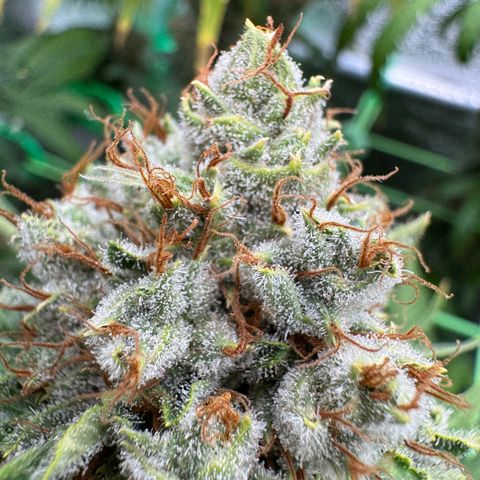 Orange Hippo x Lemon Skunk x Purple Haze x Gelato x Gorilla Glue growlog timeline photo