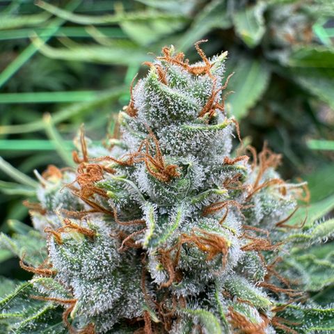 Orange Hippo x Lemon Skunk x Purple Haze x Gelato x Gorilla Glue growlog timeline photo