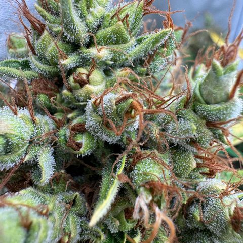 Orange Hippo x Lemon Skunk x Purple Haze x Gelato x Gorilla Glue growlog timeline photo