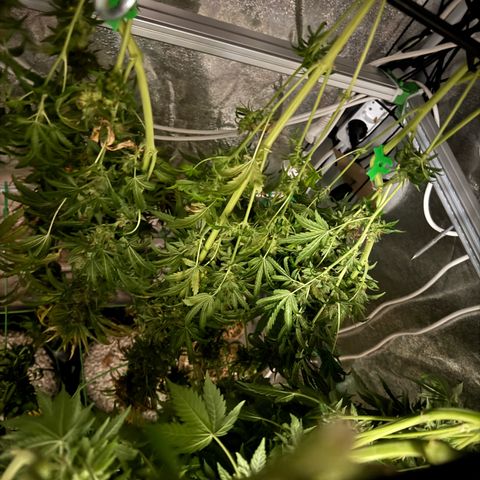Orange Hippo x Lemon Skunk x Purple Haze x Gelato x Gorilla Glue growlog timeline photo